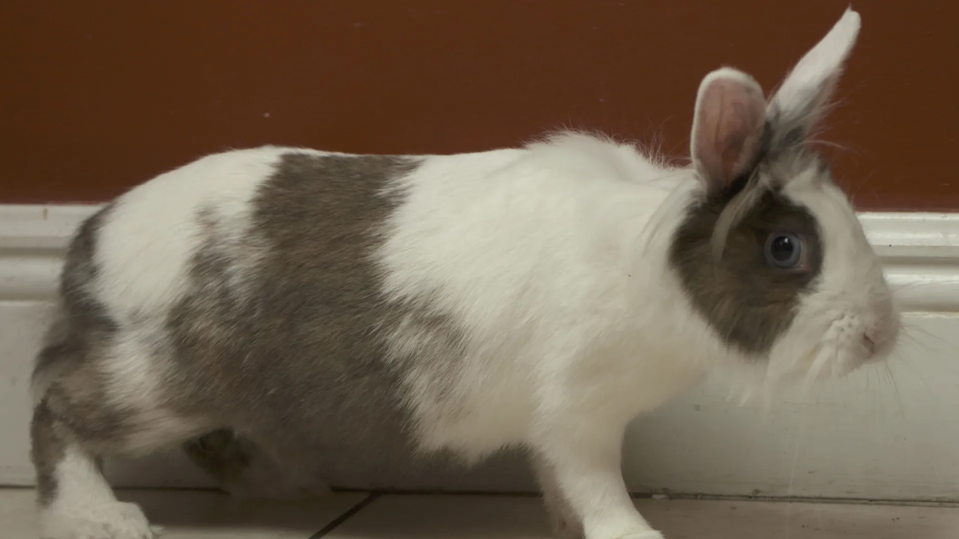 thumbnail - S7:E10 Easter Bunny Surprise
