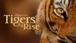 thumbnail - Tigers on the Rise