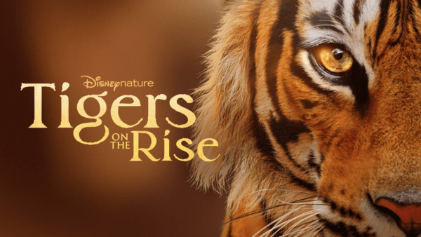 thumbnail - Tigers on the Rise