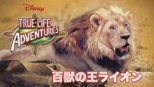 thumbnail - 百獣の王ライオン