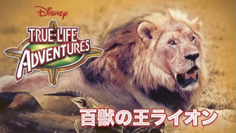 thumbnail - 百獣の王ライオン