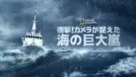 thumbnail - 衝撃！カメラが捉えた海の巨大嵐