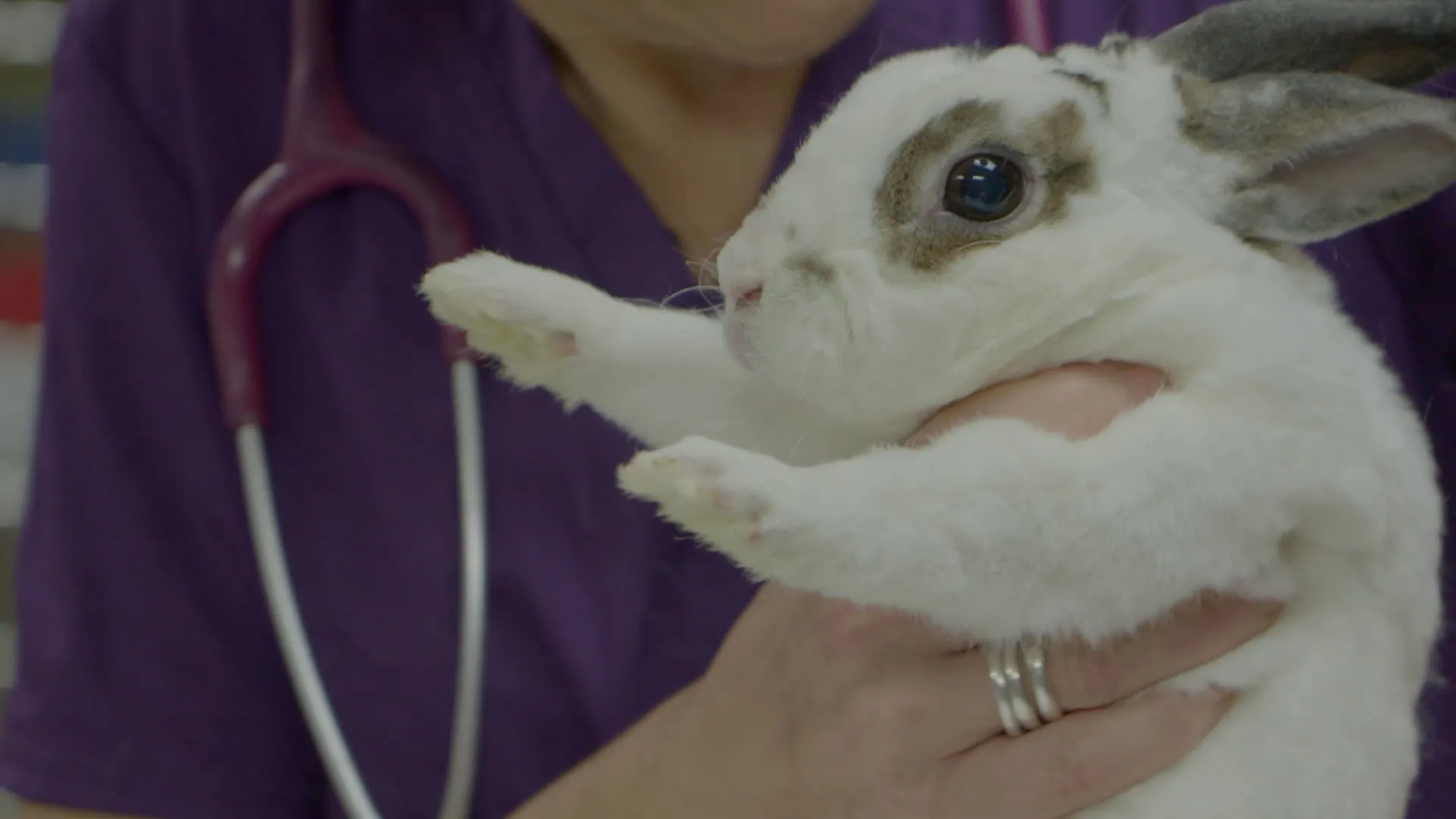 thumbnail - S9:E7 Sugar Glider Honey Bunch
