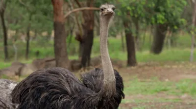 thumbnail - S5:E4 Breaking the Ice