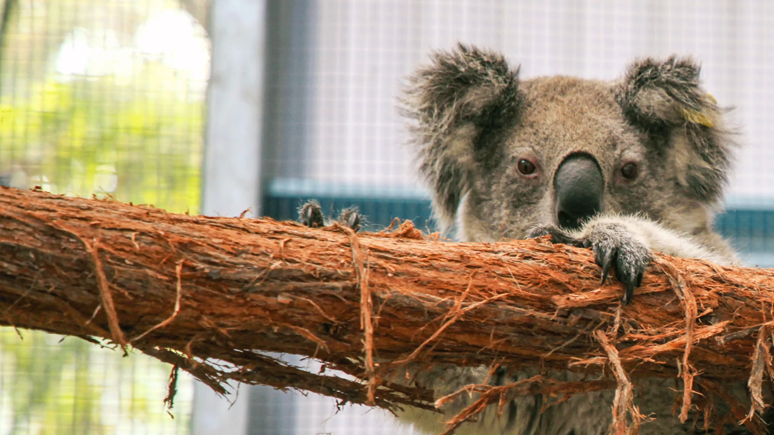 Secretos del zoológico: en Australia