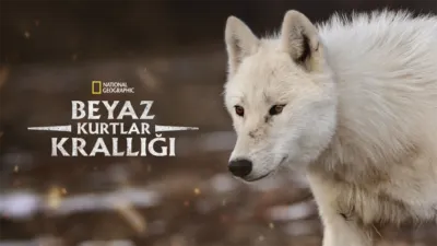 thumbnail - Beyaz Kurtlar Krallığı