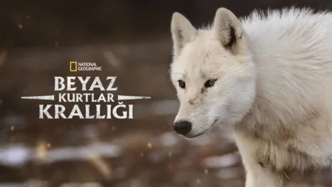 thumbnail - Beyaz Kurtlar Krallığı