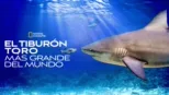 thumbnail - El tiburón toro más grande del mundo