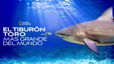 El tiburón toro más grande del mundo
