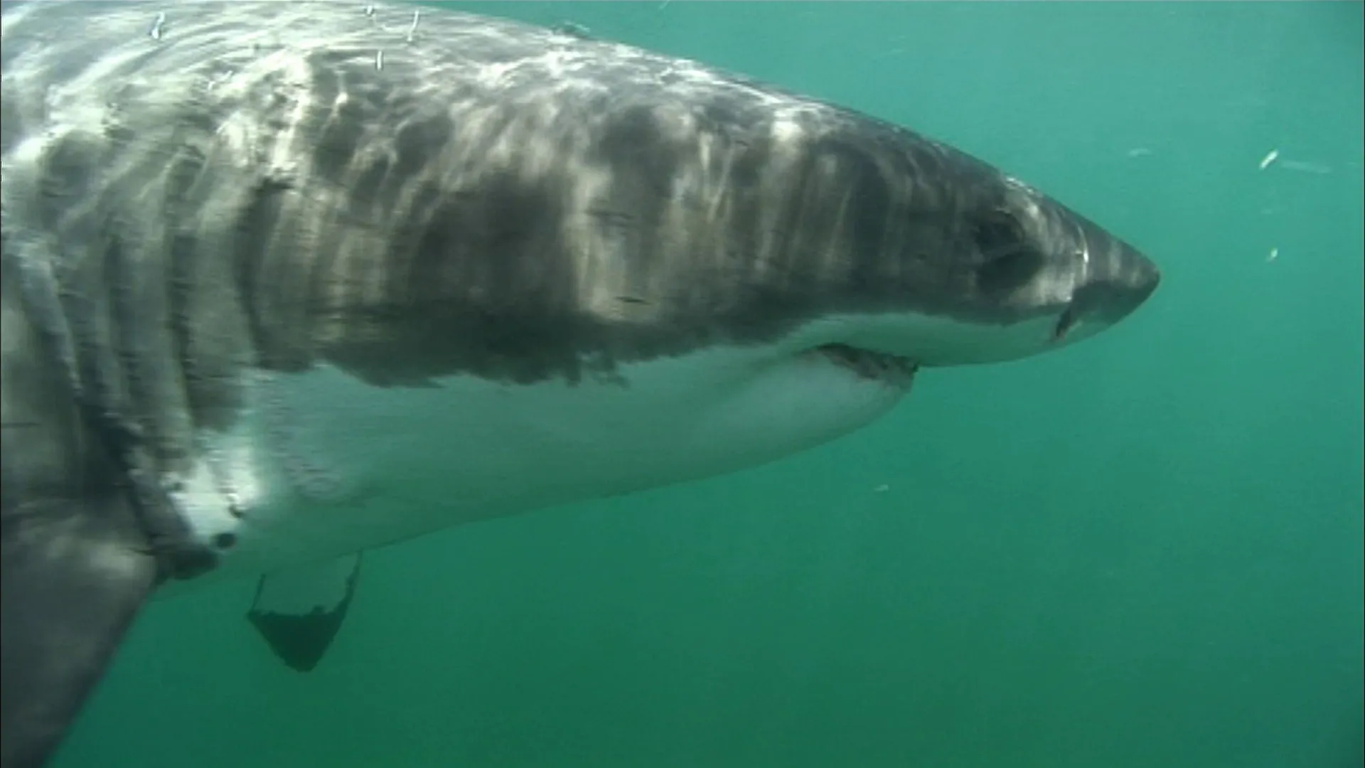 thumbnail - S2:E2 Shark Master