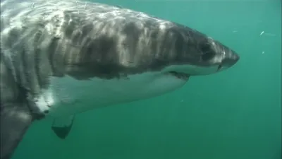 thumbnail - S2:E2 Shark Master