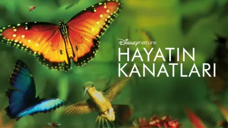 thumbnail - Hayatın Kanatları