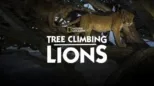 thumbnail - Tree Climbing Lions