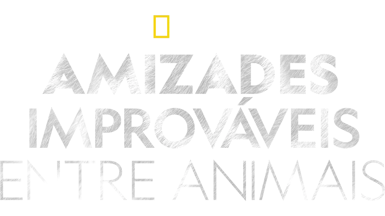 Amizades improváveis entre animais