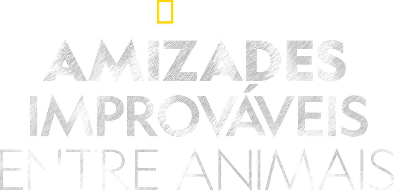 Amizades improváveis entre animais