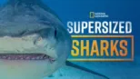 thumbnail - Supersized Sharks