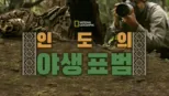 thumbnail - 인도의 야생 표범