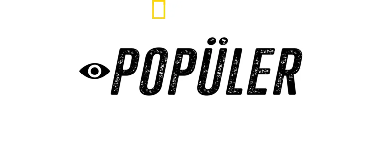 Popüler Köpekbalıkları