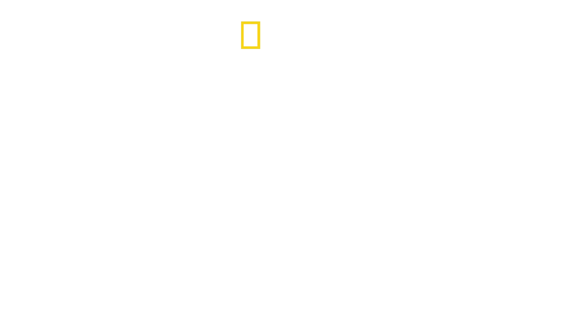 Tiburones de cerca con Bertie Gregory