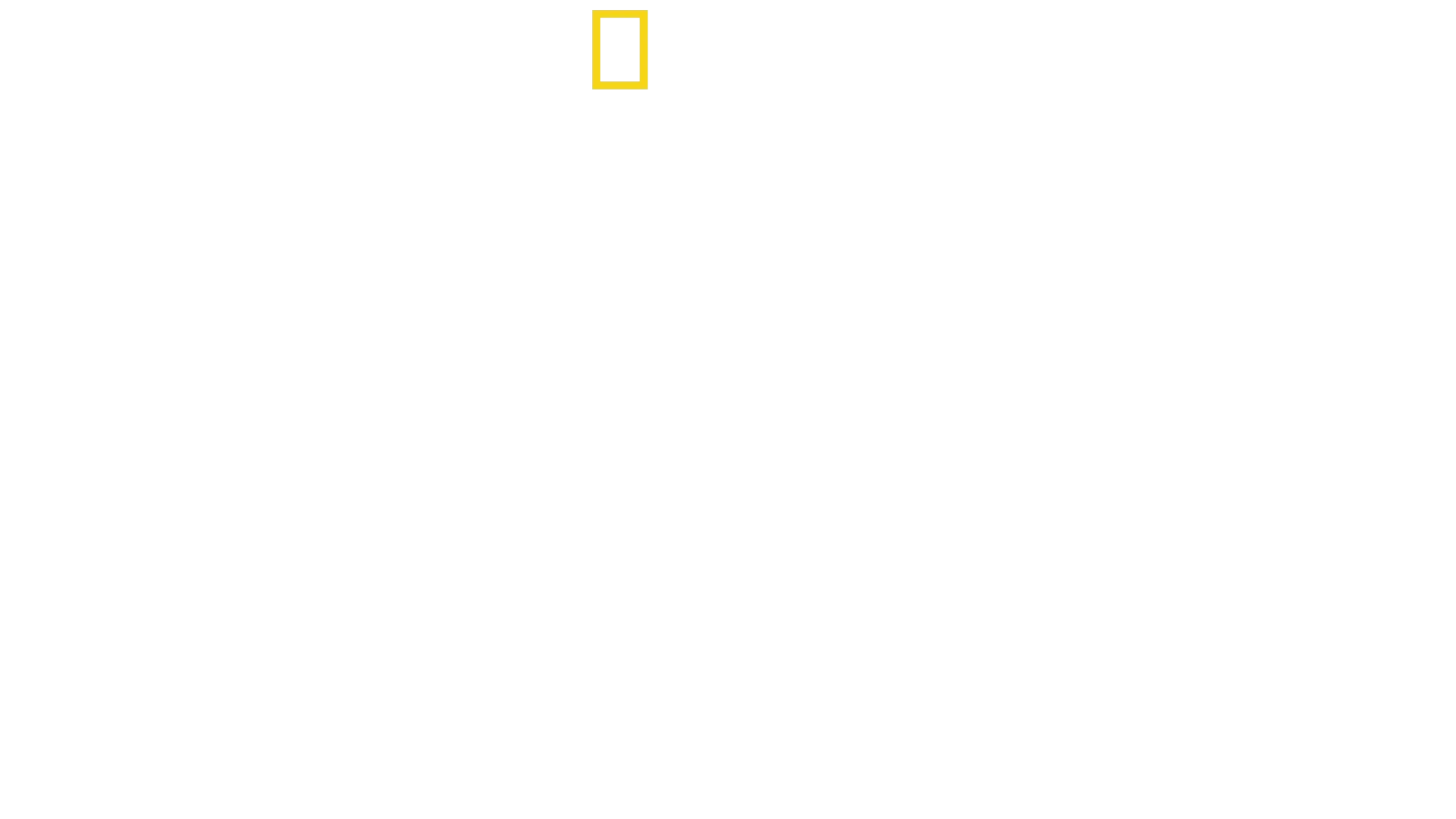 Golfinhos de perto com Bertie Gregory