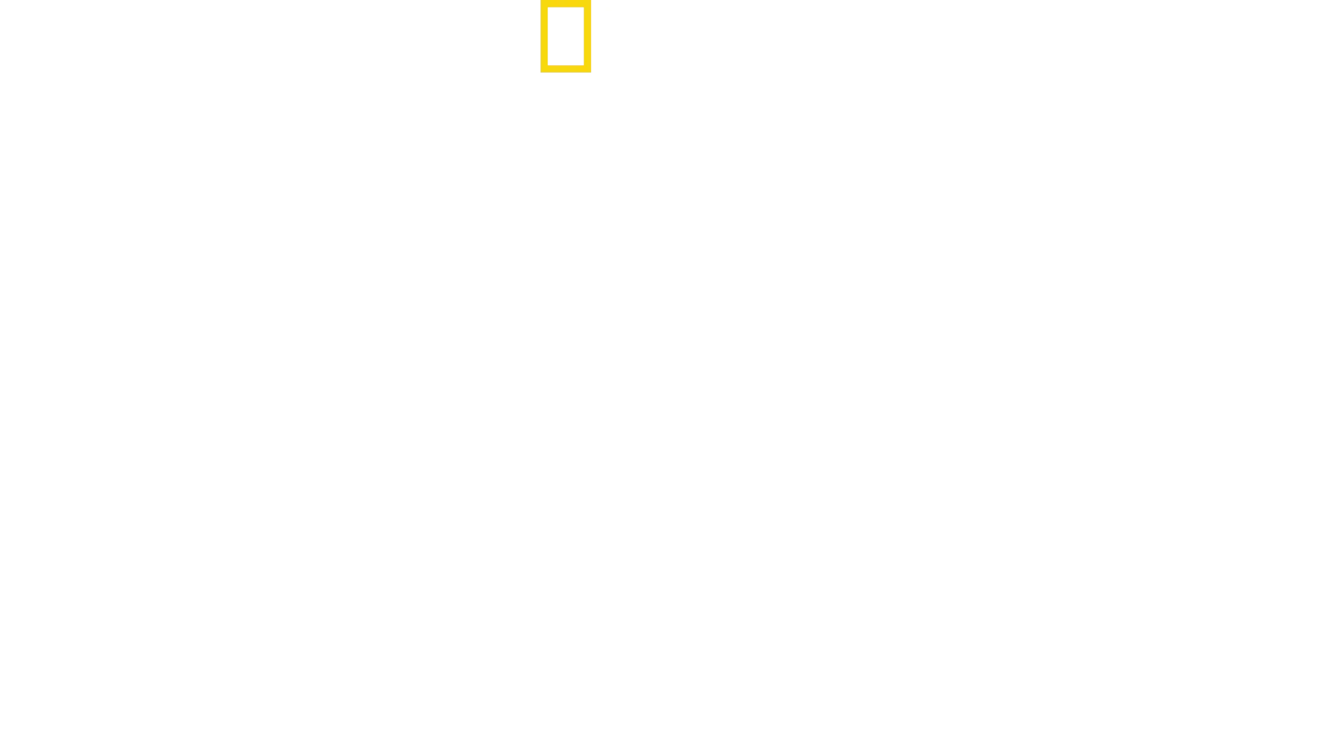 Golfinhos de perto com Bertie Gregory