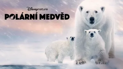 thumbnail - Polární medvěd