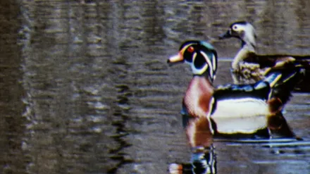 Oiseaux aquatiques, Les