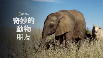 奇妙的動物朋友