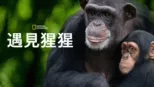 thumbnail - 《遇見猩猩》