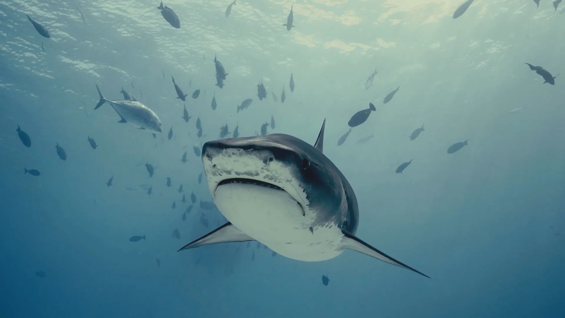 Underside shot of a shark in the ocean with sunbeams illuminating the water above the shark.