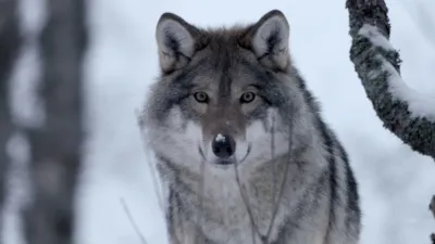 thumbnail - S1:E5 Boreal