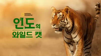 인도의 와일드 캣