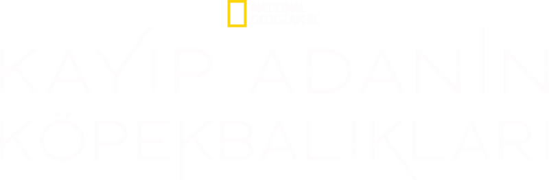 Kayıp Adanın Köpekbalıkları