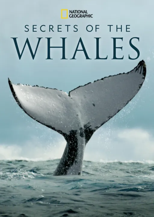 thumbnail - Secrets of the Whales