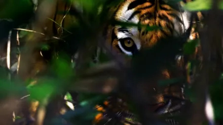 Thailand's Wild Cats