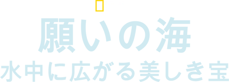 願いの海：水中に広がる美しき宝