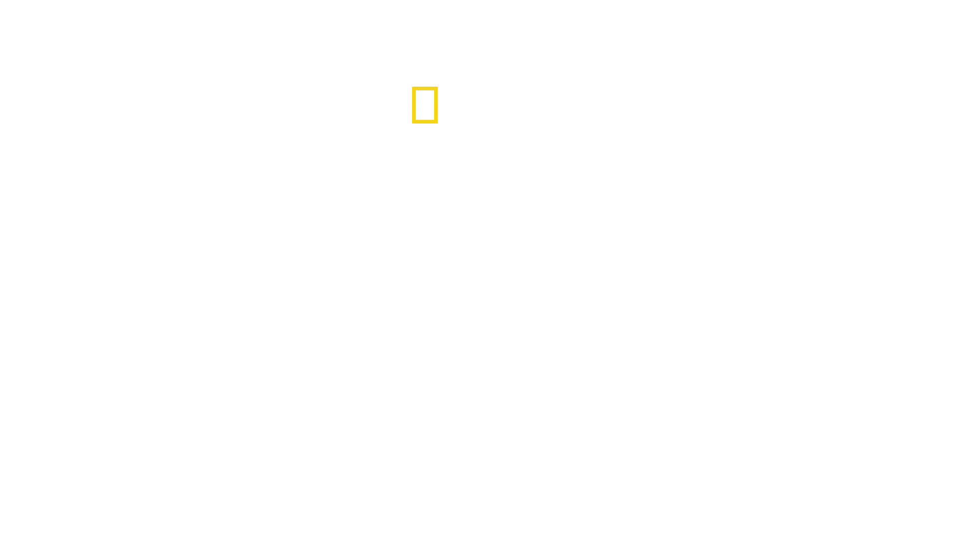 ざわつく！ビーチのサメ群団