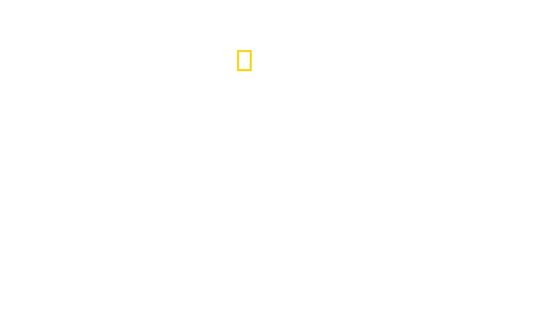 ざわつく！ビーチのサメ群団