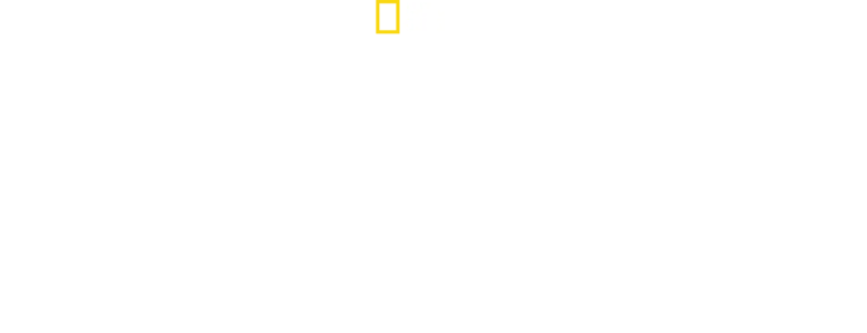 ざわつく！ビーチのサメ群団