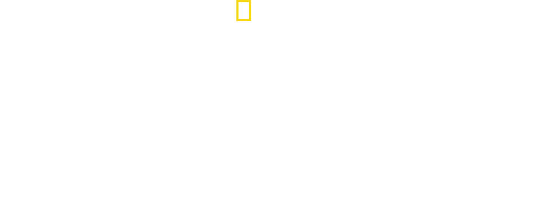 ざわつく！ビーチのサメ群団
