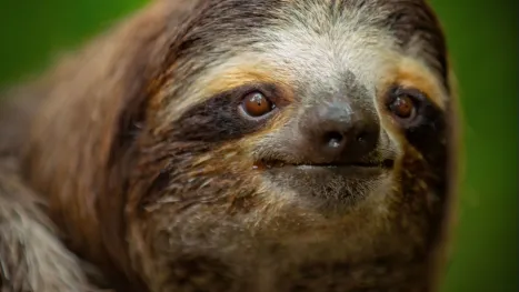 thumbnail - Demasiado asqueroso