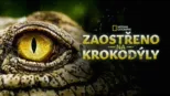 thumbnail - Zaostřeno na krokodýly