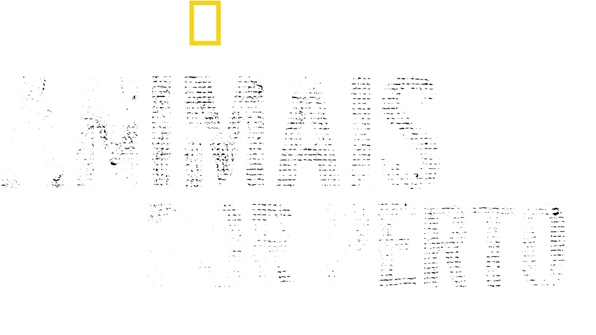 Animais Por Perto com Bertie Gregory