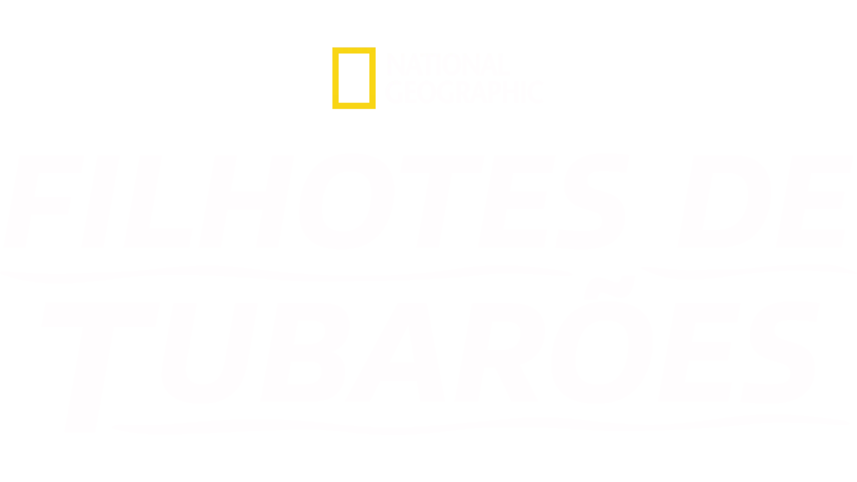 Filhotes de Tubarões