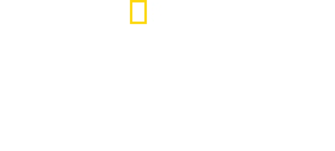 Filhotes de Tubarões