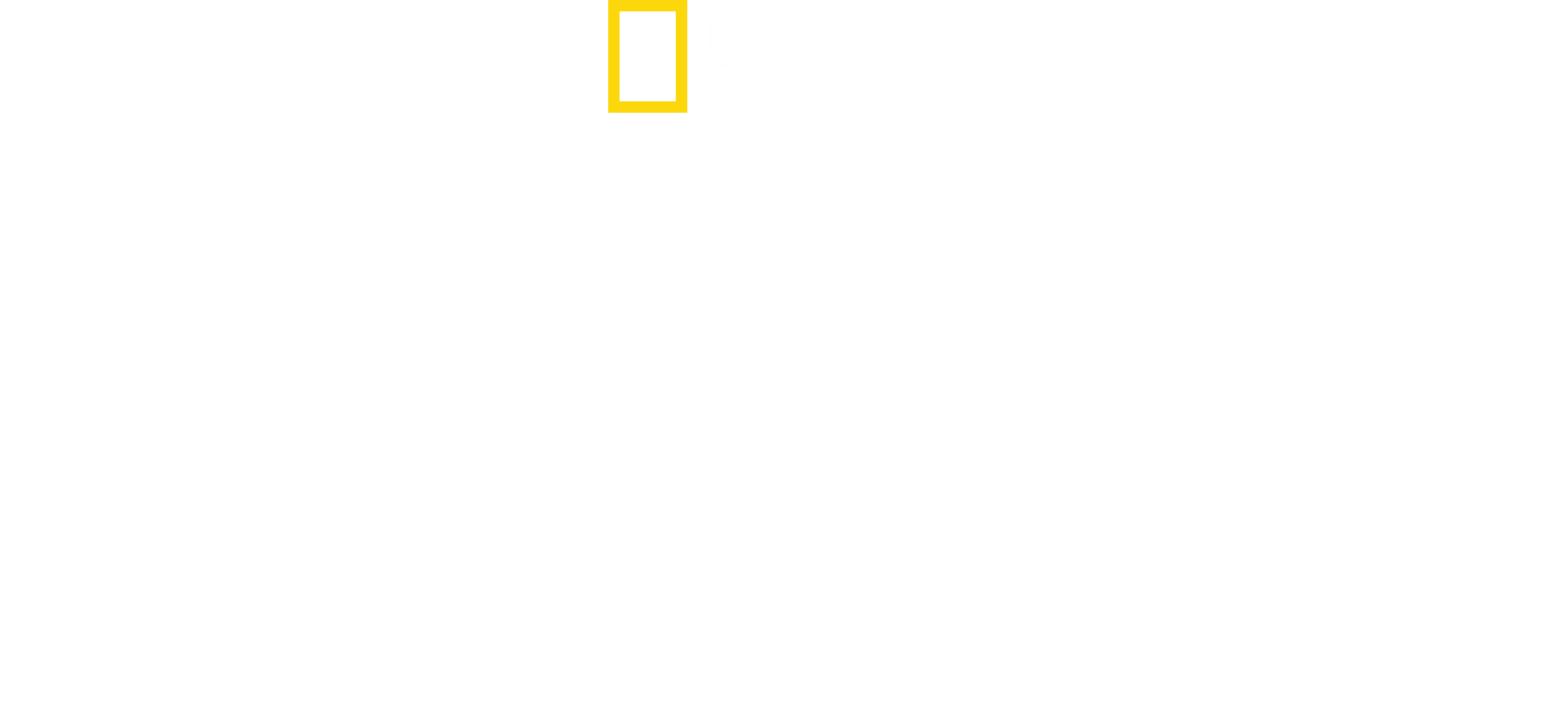 Filhotes de Tubarões
