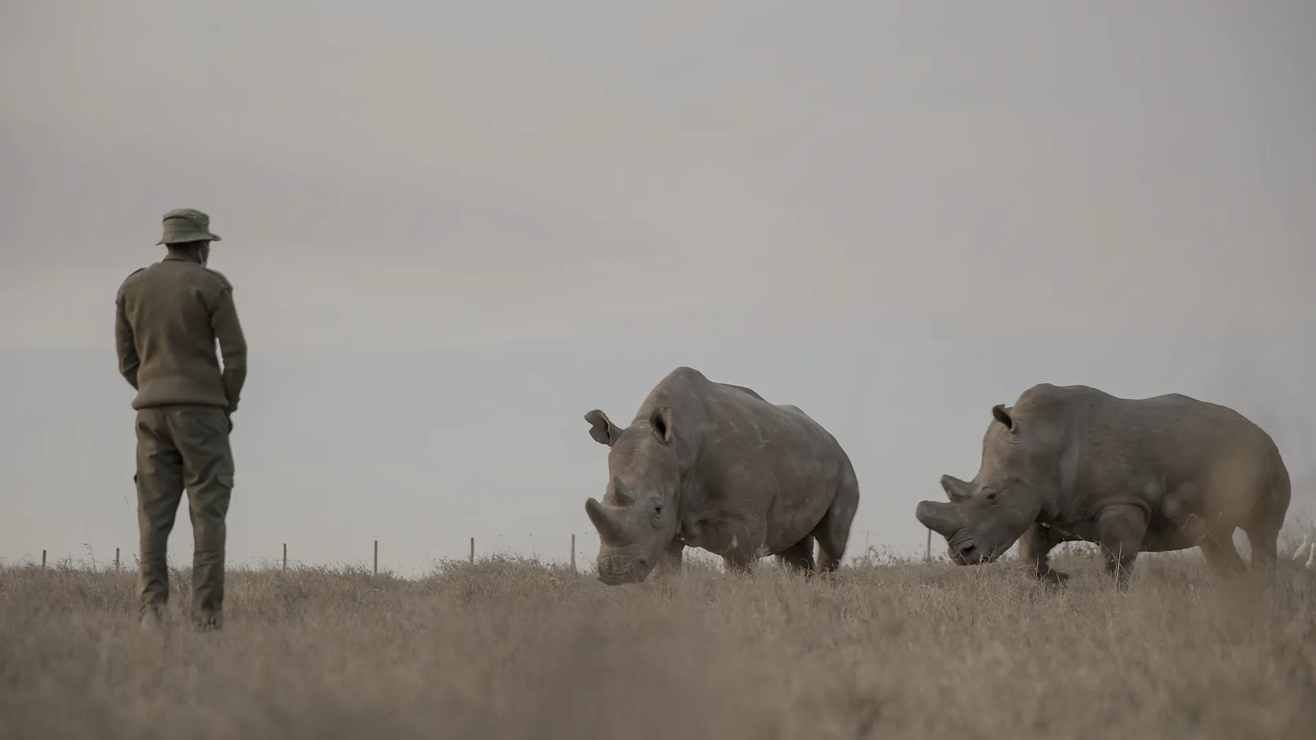 Last Rhinos Wonderland