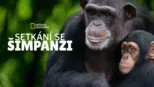 thumbnail - Setkání se šimpanzi