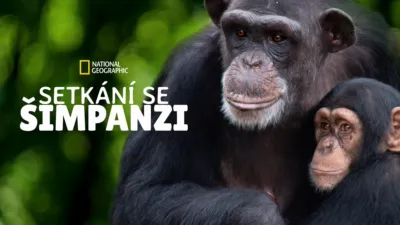 Setkání se šimpanzi