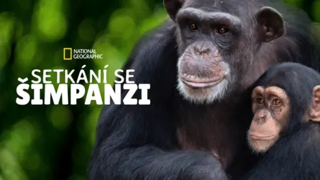 thumbnail - Setkání se šimpanzi